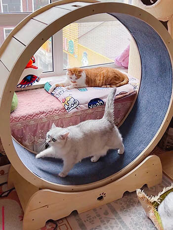 white label cat treadmill-1