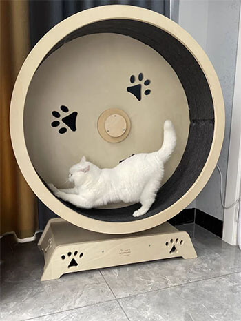 white label cat treadmill-2