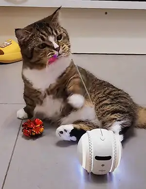 smart pet toys